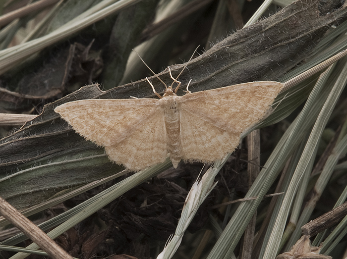 Idaea consanguinaria Geometridae